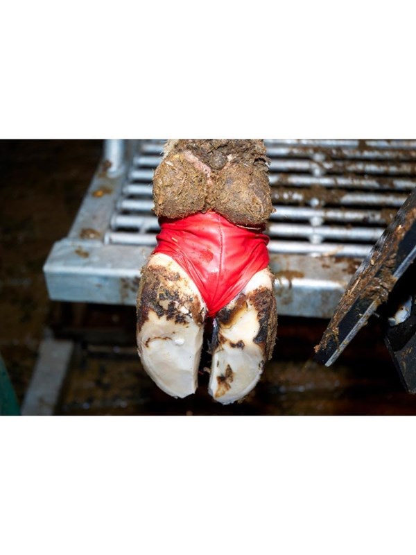 KRUUSE BOVIVET Hoof Bandage 10/pk