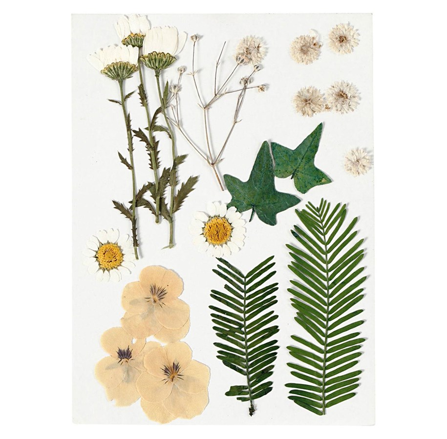 Kunst & Handwerk Ausstattung - Creativ Company Dried Flowers and Leaves Off-white 19dlg. - 504473