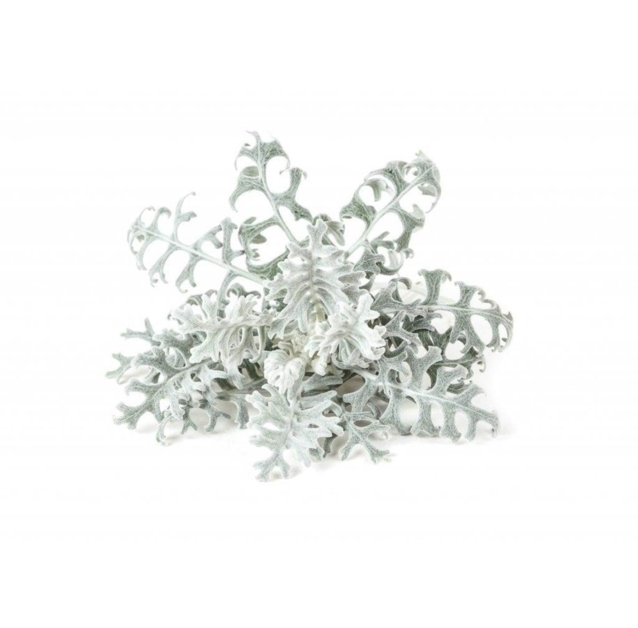 Smart-Home - Click & Grow Click and Grow - Smart Garden Refill 3-pack Dusty Miller - SGR85X3