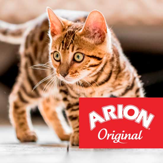 Arion Original Katze