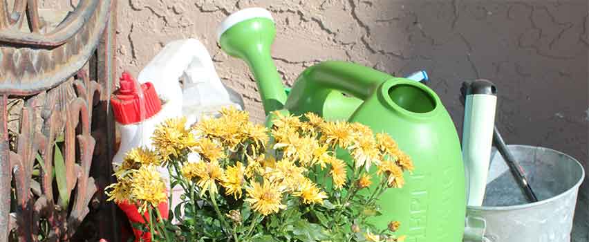 Gelbe Blumen stehen zusammen mit einer grünen Gießkanne, Dünger und einem Metalleimer.